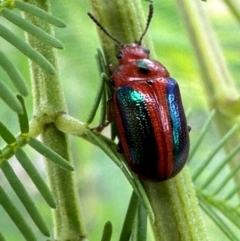Calomela curtisi (Acacia leaf beetle) at Aranda, ACT - 28 Dec 2023 by lbradley