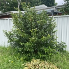 Ligustrum sinense (Narrow-leaf Privet, Chinese Privet) at Watson, ACT - 2 Jan 2024 by bryantdarren