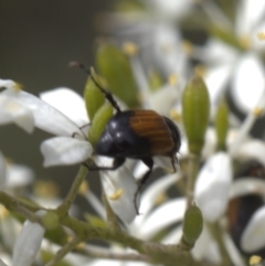 Phyllotocus navicularis (Nectar scarab) at Lyons, ACT - 29 Dec 2023 by ran452
