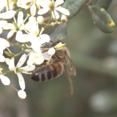 Apis mellifera (European honey bee) at Lyons, ACT - 29 Dec 2023 by ran452