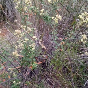 Astrotricha ledifolia at Collector, NSW - 24 Nov 2023