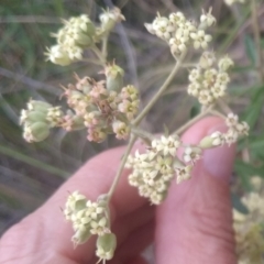 Astrotricha ledifolia at Collector, NSW - 24 Nov 2023