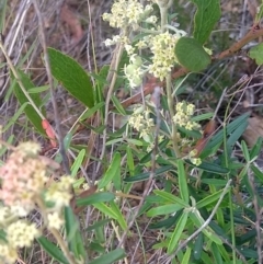 Astrotricha ledifolia at Collector, NSW - 24 Nov 2023