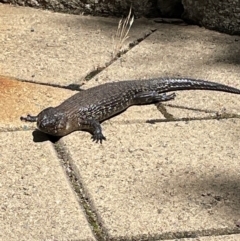 Egernia cunninghami (Cunningham's Skink) at Crackenback, NSW - 29 Dec 2023 by Mavis