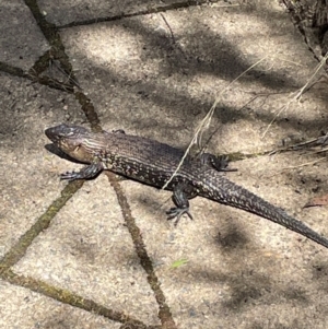 Egernia cunninghami at Crackenback, NSW - suppressed