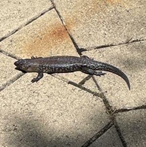 Egernia cunninghami at Crackenback, NSW - suppressed