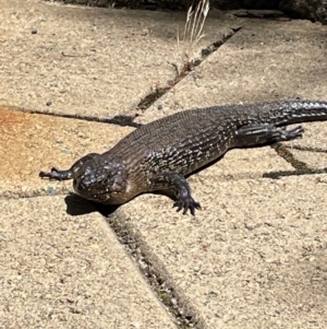 Egernia cunninghami at Crackenback, NSW - suppressed