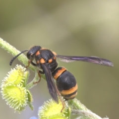 Paralastor sp. (genus) (Potter Wasp) at Lyons, ACT - 29 Dec 2023 by ran452