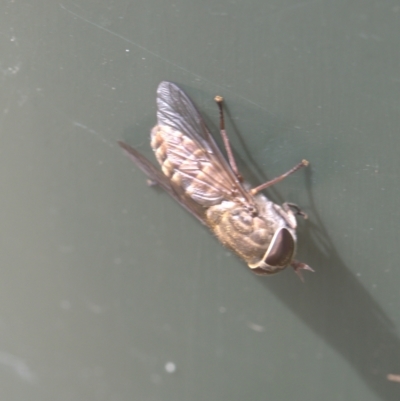 Dasybasis sp. (genus) (A march fly) at Lyons, ACT - 29 Dec 2023 by ran452