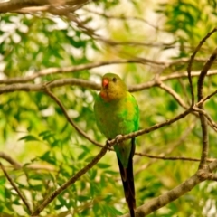 Polytelis swainsonii (Superb Parrot) at Yerrabi Pond - 29 Dec 2023 by Thurstan