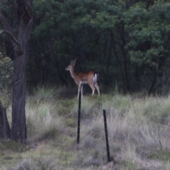 Dama dama (Fallow Deer) at MTR591 at Gundaroo - 3 Dec 2023 by MaartjeSevenster