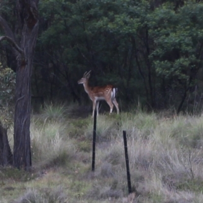 Dama dama (Fallow Deer) at MTR591 at Gundaroo - 4 Dec 2023 by MaartjeSevenster