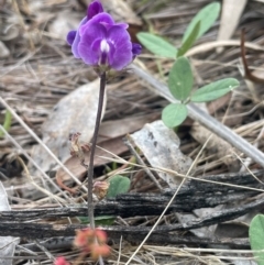 Glycine tabacina (Variable Glycine) at Mount Majura - 29 Dec 2023 by JaneR