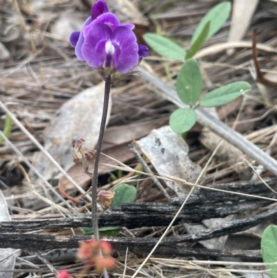 Glycine tabacina (Variable Glycine) at Hackett, ACT - 29 Dec 2023 by JaneR