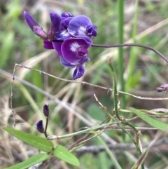 Glycine tabacina at Mount Majura - 29 Dec 2023