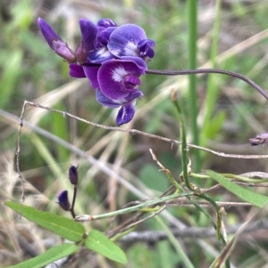 Glycine tabacina at Mount Majura - 29 Dec 2023