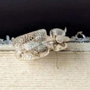 Corythucha ciliata at Nicholls, ACT - 29 Dec 2023 12:17 PM