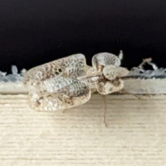 Corythucha ciliata (Sycamore Lace Bug) at Nicholls, ACT - 29 Dec 2023 by HelenCross
