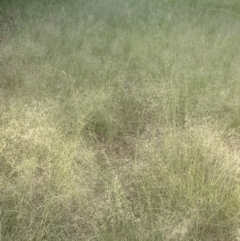 Eragrostis curvula (African Lovegrass) at Lake Burley Griffin West - 28 Dec 2023 by JaneR