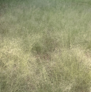 Eragrostis curvula at Lake Burley Griffin West - 28 Dec 2023 06:44 PM