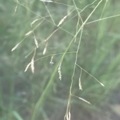 Eragrostis curvula at Lake Burley Griffin West - 28 Dec 2023