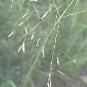 Eragrostis curvula at Lake Burley Griffin West - 28 Dec 2023