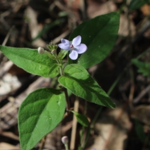 Pseuderanthemum variabile at Stroud, NSW - suppressed