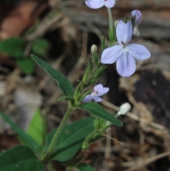 Pseuderanthemum variabile at Stroud, NSW - suppressed