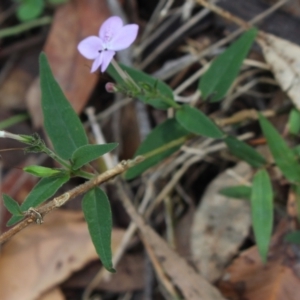 Pseuderanthemum variabile at Stroud, NSW - suppressed