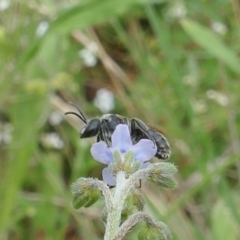 Lasioglossum (Chilalictus) lanarium (Halictid bee) at Lyons, ACT - 28 Dec 2023 by ran452