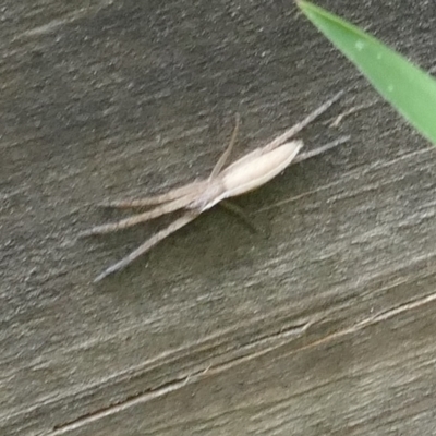 Unidentified Orb-weaving spider (several families) at Lyons, ACT - 28 Dec 2023 by ran452