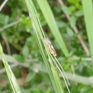 Lepidoptera unclassified ADULT moth at Lyons, ACT - 28 Dec 2023