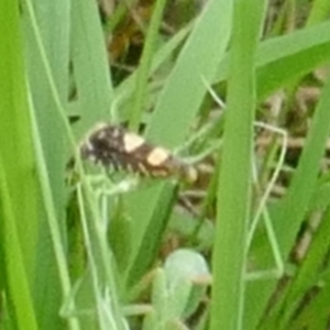 Glyphipterix chrysoplanetis at Lyons, ACT - 28 Dec 2023