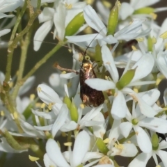 Nemophora sparsella (An Adelid Moth) at WREN Reserves - 28 Dec 2023 by KylieWaldon