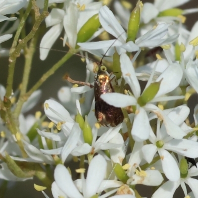 Nemophora sparsella (An Adelid Moth) at Wodonga, VIC - 27 Dec 2023 by KylieWaldon