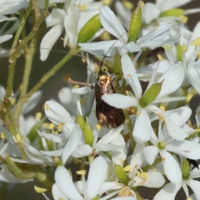 Unidentified True bug (Hemiptera, Heteroptera) at Wodonga, VIC - 27 Dec 2023 by KylieWaldon