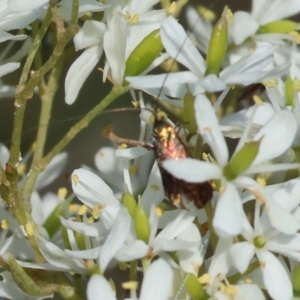 Nemophora sparsella at Wodonga - 28 Dec 2023 07:15 AM