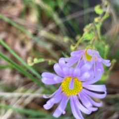 Brachyscome rigidula (Hairy Cut-leaf Daisy) at Hall, ACT - 27 Dec 2023 by strigo