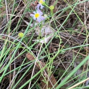 Brachyscome rigidula at Hall, ACT - 27 Dec 2023 01:00 PM