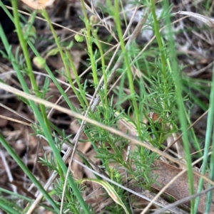 Brachyscome rigidula at Hall, ACT - 27 Dec 2023