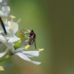 Unidentified True fly (Diptera) at WREN Reserves - 28 Dec 2023 by KylieWaldon