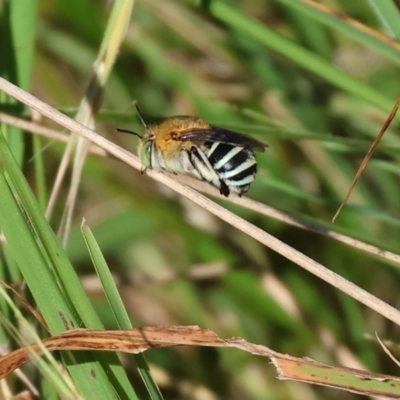 Amegilla sp. (genus) (Blue Banded Bee) at WREN Reserves - 28 Dec 2023 by KylieWaldon