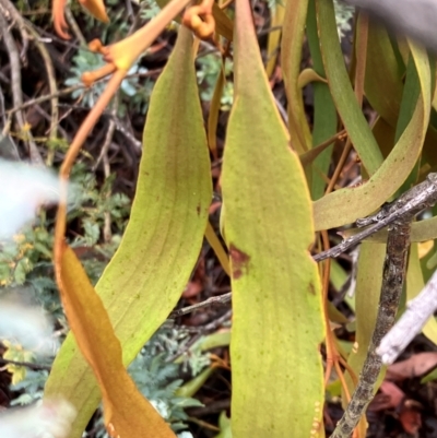Amyema (genus) (Mistletoe) at Hall, ACT - 20 Dec 2023 by strigo