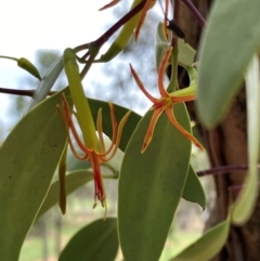 Muellerina eucalyptoides (Creeping Mistletoe) at Hall, ACT - 27 Dec 2023 by strigo