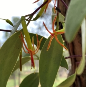 Muellerina eucalyptoides at Hall, ACT - 27 Dec 2023