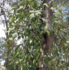 Muellerina eucalyptoides at Hall, ACT - 27 Dec 2023