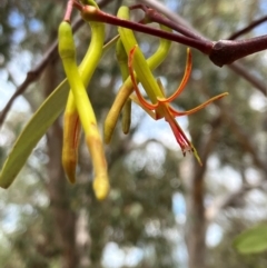 Muellerina eucalyptoides at Hall, ACT - 27 Dec 2023 12:41 PM
