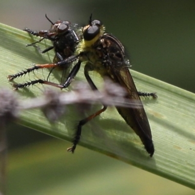 Unidentified Robber fly (Asilidae) at Lyons, ACT - 28 Dec 2023 by ran452