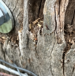 Papyrius sp. (genus) at Hall, ACT - 29 Dec 2023