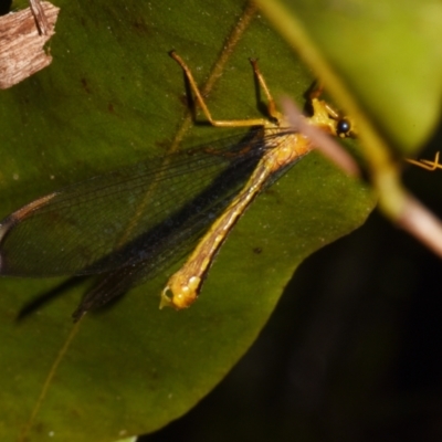 Unverified Other Lacewing (several families) at Sheldon, QLD - 27 Dec 2023 by PJH123